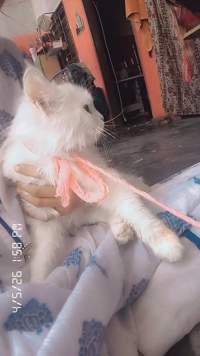 Persian cat active and healthy