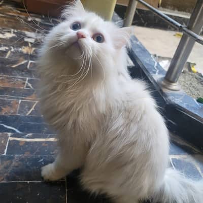 Parsian Cats For Sale