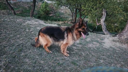 bht acha female ha full Cong cote heavy bone