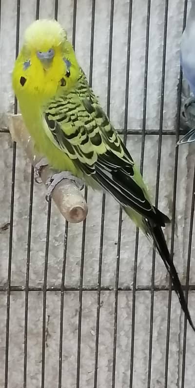 Exibition budgeries