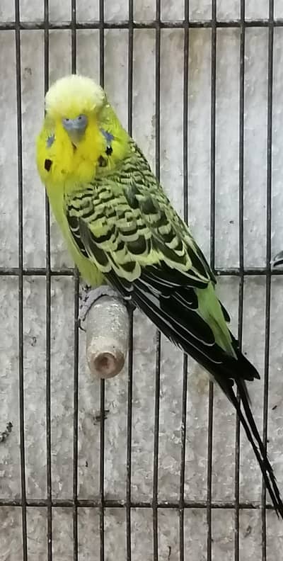 Exibition budgeries