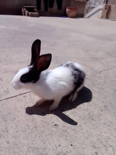 beautiful rabbits for sell in very low prices