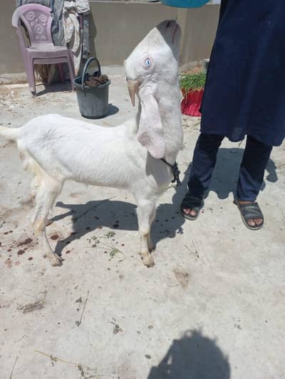 pure gulabi bakra wight eyes punjab bread