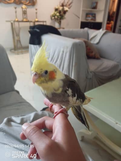 cocktail parrot for sale