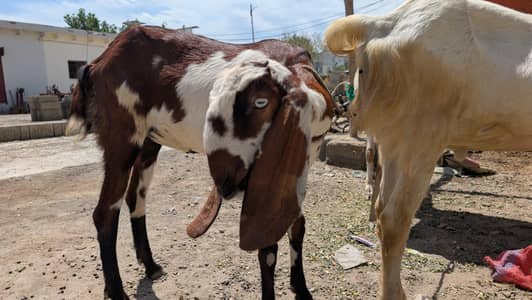 bakri white wale dod dy re hay or brown wale chote hay bakri