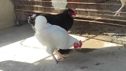 black And White Buff