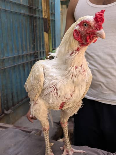 heera aseel white murga