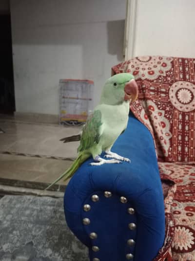 Friendly Talking Parrot for Sale