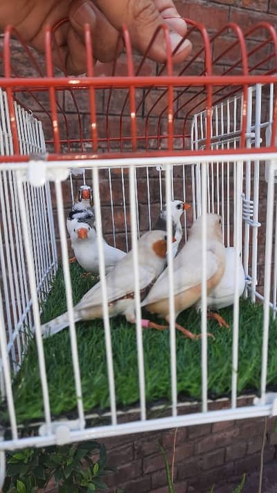 Snow white Mutations