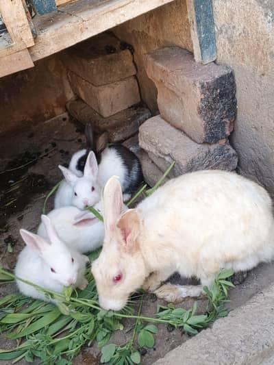 Rabbit Family for sell