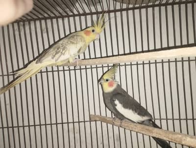 cockatial 4 pairs
