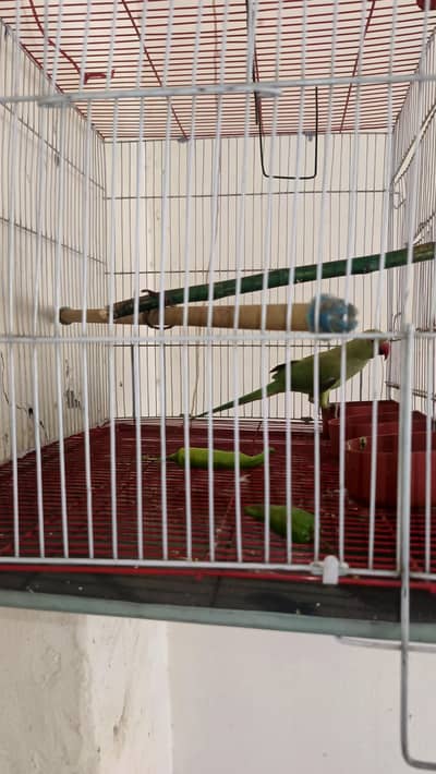 parrots for sell