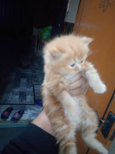percian kitten