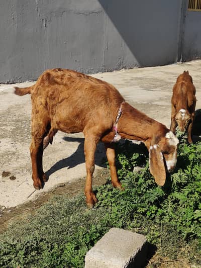 Bakri For Sale / Goat For Sale / Female Bakri For Sale / Female Goat