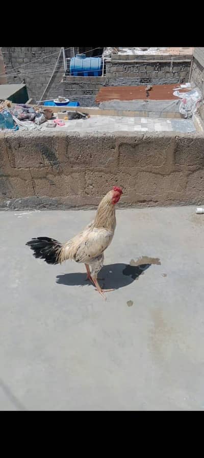 aseel murga forsale mazboot Joron m pharak ki video available h