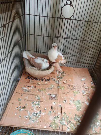 brader pear 4sale. 03156885522