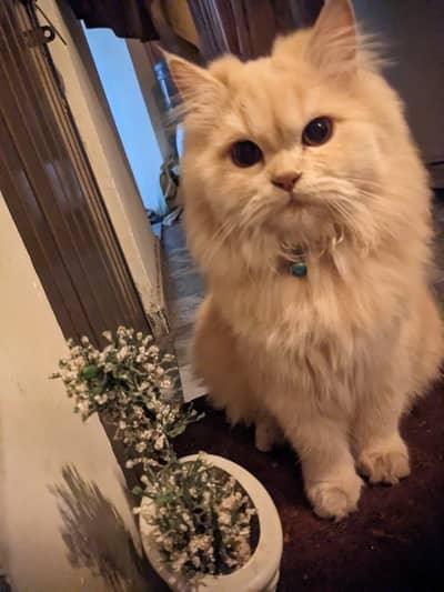 Persian Doll Face Cats Pair 3 Coat long Hairs