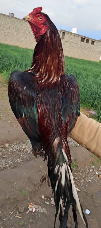 lasani breeder for sale