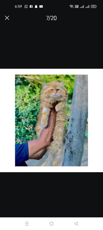 cash on delivery parshion kitten cat male and female British
