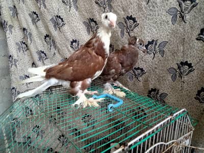 Fancy pigeon . kabotar sentient pigeon. English trumpeter pigeons