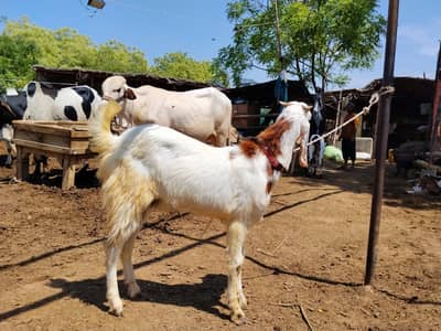 2 dant Bakra for sale