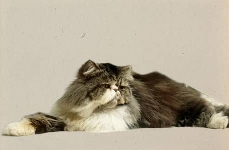 CFA Peki Male Available For Stud only