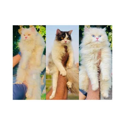 parshion kitten cat male and female British
