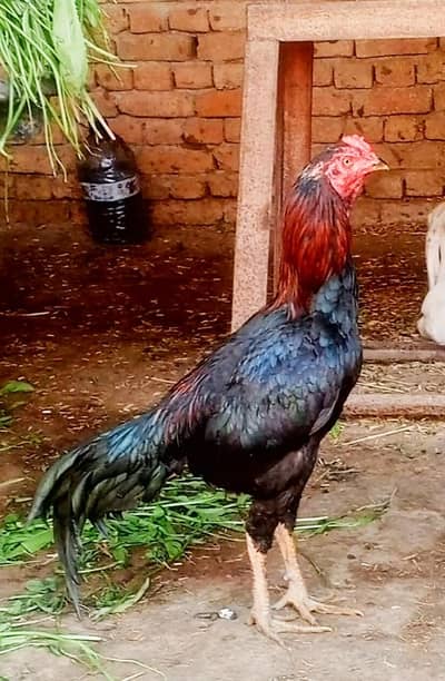 لڑائ والا مرغا ہے