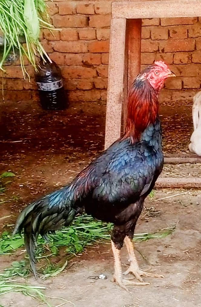 لڑائ والا مرغا ہے 0