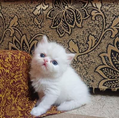 Persian kittens | Triple Coated | high quality| extreme punch face