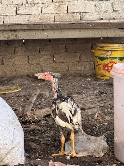 Aseel murgaa age 2 months