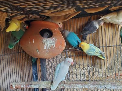 Lovebirds  18 so ka jora