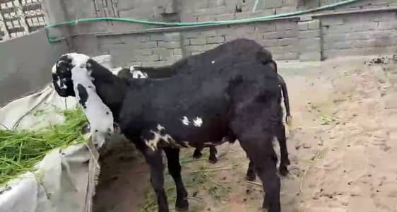 BREEDER QUALITY AMRATSARI MALE