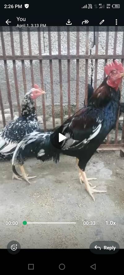 aseel bengum jora for sale location jhelum price 11000