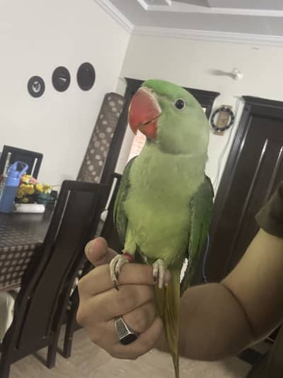 Raw parrot male