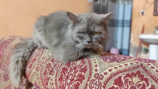 Gray Persian Male Cat 03/00/22/96090