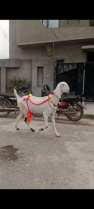 Milking Goat | Beetal Goat | Goat Kids | Nagra Beetal
