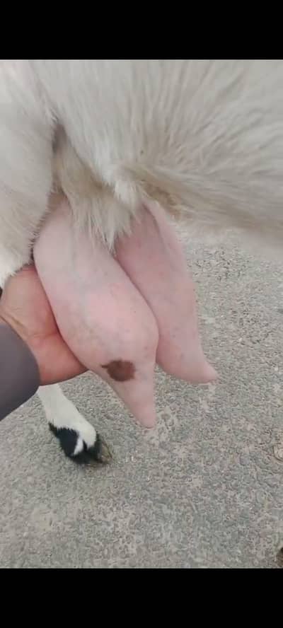 Goats | Milking Goat | Goats Milk