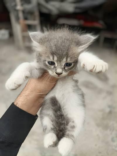 kittens for sale urgent