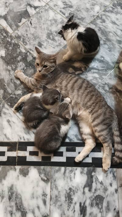 4 kittens and mother