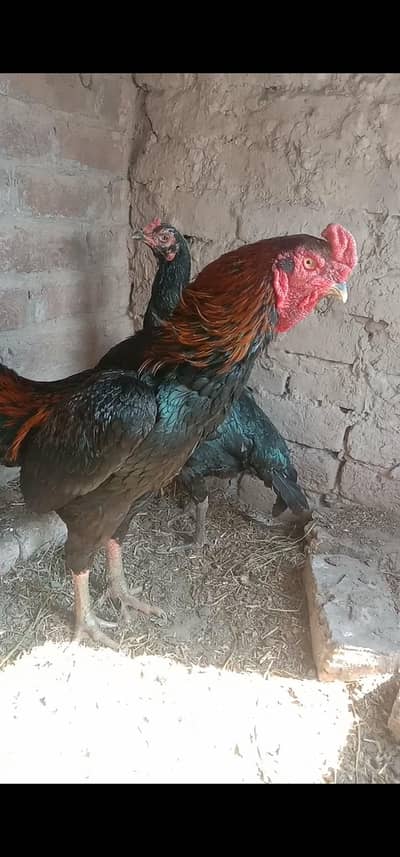 Beautiful Asseel murga