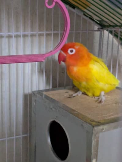 Male and female lovebirds 6 months