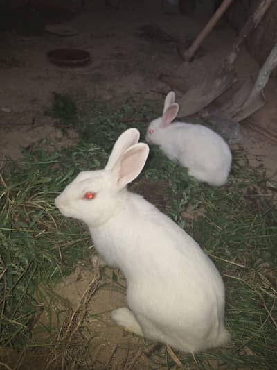 rabbit pair