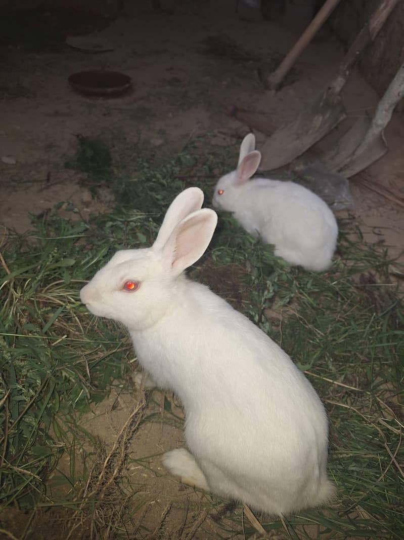 rabbit pair 0