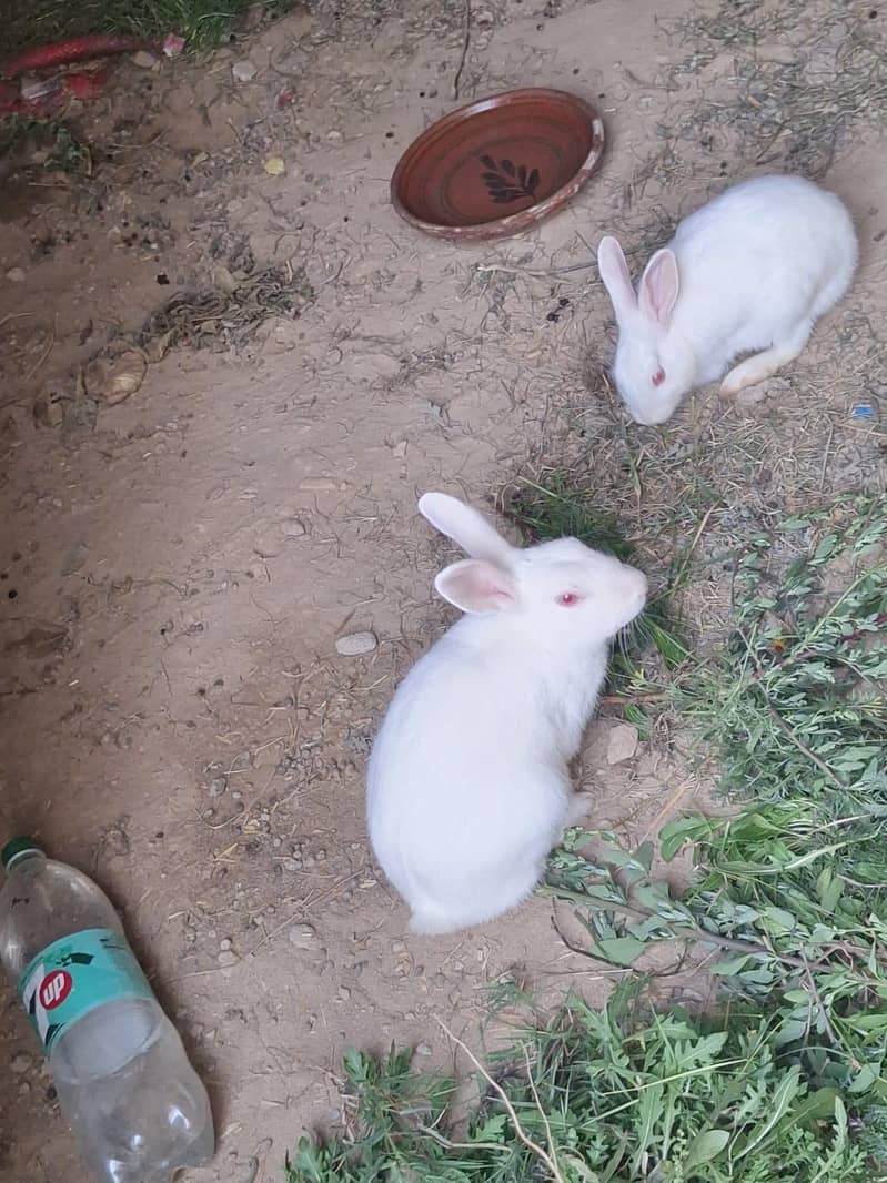 rabbit pair 1