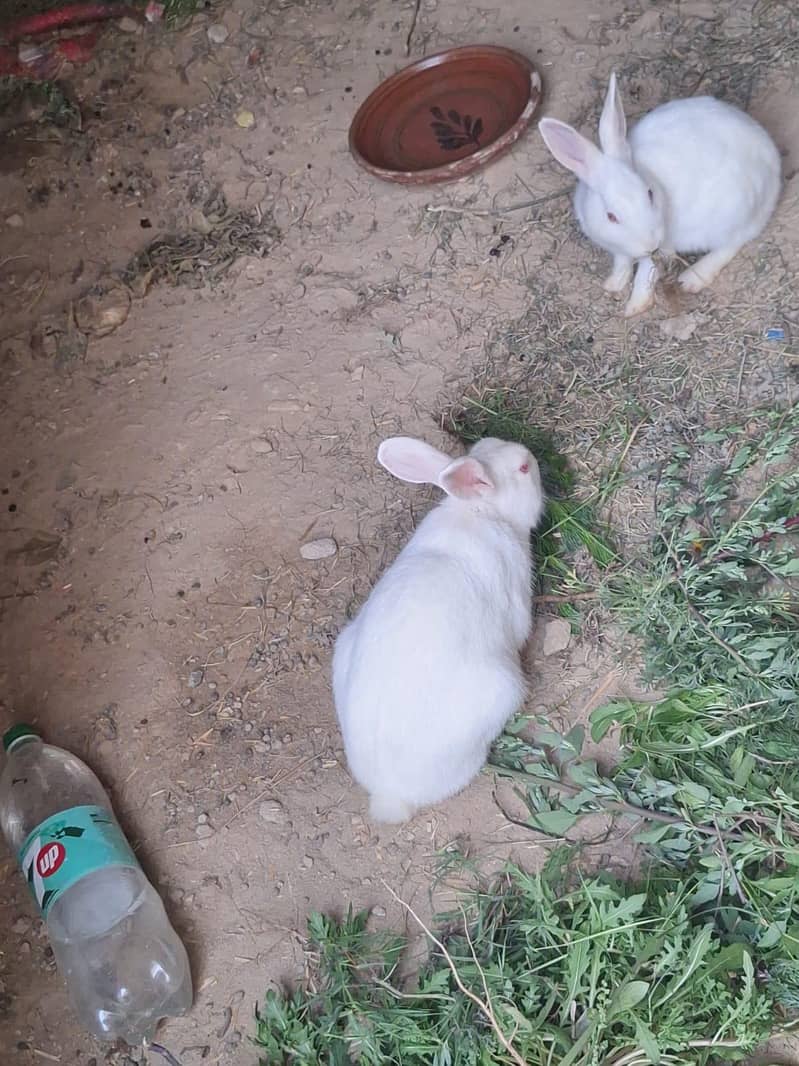rabbit pair 3