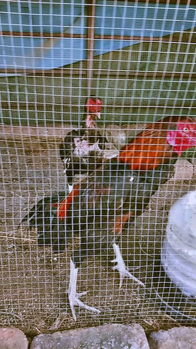 Fresh Desi Hens for Sale