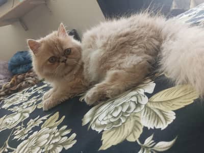 PERSIAN  FAWN KITTEN