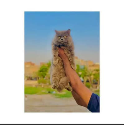 cash on delivery parshion kitten cat male and female British