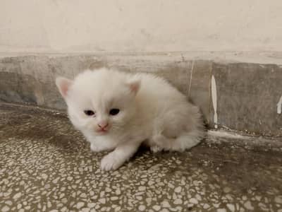 Sell male  cat